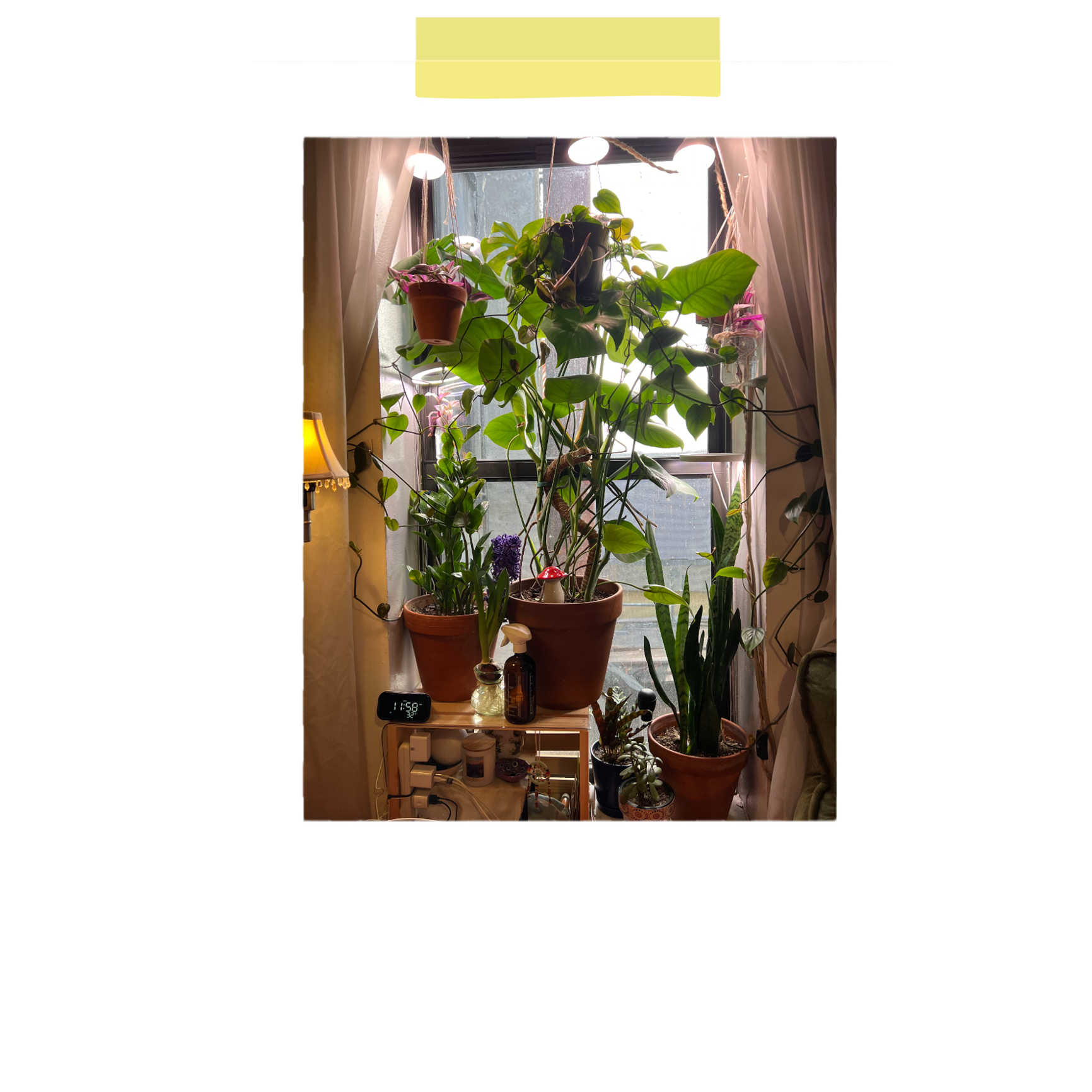 Polaroid of Isabelle's plants